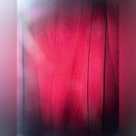 Blair  women’s Plus Size Cropped Pleated Burnt Red Pull-On Pants Size 18WP career Photo 2