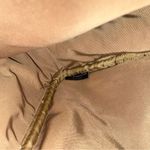 Simon Miller Sling Straw & Leather Camera Crossbody Bag Tan Photo 11