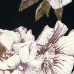 Free Press Black Floral Cropped Blouse Square Neck NWT Medium Photo 12