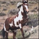 Wild Horse Turquoise 925 Silver Plated Necklace Native American Jewelry Brown Photo 2