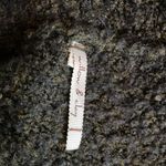 Willow & Clay  Anthropologie Maxi Cardigan Photo 3