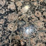 Chloe + Isabel  Double Strand Paved Gem Necklace Photo 2