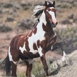 Wild Horse Turquoise 925 Silver Plated Necklace Native American Jewelry Brown Photo 2