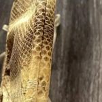 Vintage Pico Bello Genuine Boa Snake Skin Leather Shoulder Crossbody Purse Bag Brown Photo 11