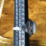 Genuine White Buffalo Turquoise Sterling Silver Southwestern Ring Size 8 Photo 7