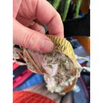 Blu Pepper  Milkmaid Floral Ruffle Cream Mini Dress Large Femme Dainty Cottage Photo 7