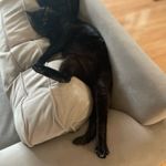 Jones New York White 100% Linen Slacks Pants Womens 16 Beachy Lagenlook Natural Photo 5