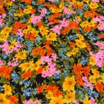 Tori Richard Honolulu Maxi Dress Floral Print Green Trim Long Sleeve Small Photo 5