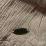 O'Neill  medium ‎ Salmon Pink Butterfly Sleeve Blouse Top Boho Flare Crinkle Photo 6