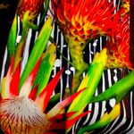 Clover Canyon  Scuba Bird of Paradise Dress… Photo 13