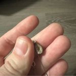 EXPRESS Silver Toned Blue & Gray Square Beaded Necklace Lobster Claw Closure Photo 3