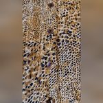 Robbie Bee Vintage  100% Silk   Brown Button-Up Maxi Dress SIZE:14WP ANIMAL PRINT Photo 8