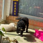 Vanity Fair White Slip Skirt Photo 4