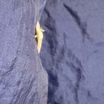 Champion  Navy And Cream Reversible‎ Vest Photo 3