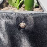 The Indian Textiles Vintage Metal Embroidered Clutch Photo 5