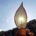 AUTUMN LEAF Delicate Gold Real Filigree Leaf Boho Necklace Fall Photo 3