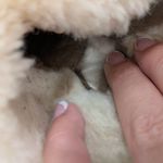 UGG  Gold Metallic Slippers Size 38 Photo 5