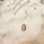 Paige Alia Snakeskin V-Notch Vamp Pointed Toe Slide Mules Sz 8 💛 Photo 8