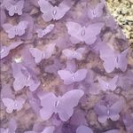 Purple Butterfly Women Swim Sarong Photo 2