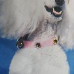 BRACIANO Crossbody Bag Womens Blue Poodle Print Whimsical Dog Lover Photo 6