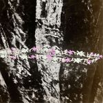 J.Jill ‎ Women's 2XL Black Crushed Velvet Embroidered Jacket Witchy Whimsigoth Photo 6