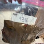 CAbi Tan Dark Floral Knee Length Skirt Viscose Turnberry Maggie Allover Print 6 Photo 4