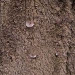 Nordstrom Mural Curly Faux Shearling Brown Teddy Jacket Photo 6