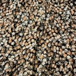 Lush Clothing Nwt LUSH floral shorts Photo 2