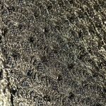 Carmen Marc Valvo  Green Beaded Embroidered Maxi Dress Photo 5