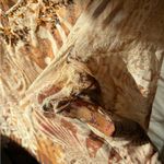 Ice Y2K Sheer Lightweight Flowy Sleeve Top Tan Photo 5