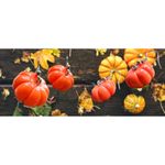 Pumpkin Earrings Thanksgiving Fall Festive Harvest New Handmade Dangle Hooks Orange Photo 7