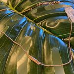 Kendra Scott  Rose Gold Tabitha Necklace Photo 0