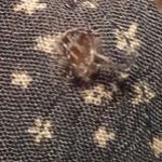 LA Hearts L.A. Hearts Dress Size Medium Photo 4