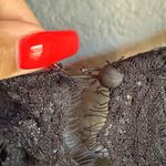 Foreign Exchange Black Lace  Dress Photo 5