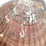 Free People Love Letter To The Sea Necklace NWT Bohemian Beach Adjustable Shell Photo 10