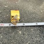 Fashion Korean luxury bee ring size 8 Gold Photo 4