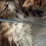 Vintage Dollhouse Outwear Women's Faux Fur Puffy Coat Jacket Sz L Western 98790 Brown Size L Photo 7