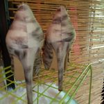 Gianni Bini  Beige Leopard Stitched Heels Sz 7.5 Photo 3