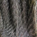 Trina Turk 'Rosemary' Metallic Halter Top in Gold and Black size Small Photo 3