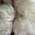 ASOS Faux Fur Coat with Teddy Ears - Cream Photo 10