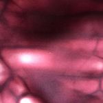 Adidas cropped  leggings Photo 5