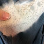 Young Fabulous and Broke dress Photo 2