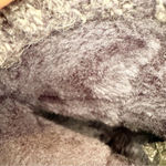 Lamo Blue Suede Sweater Cuff Shearling Boots Women’s Size 12 Warm Winter READ Blue Photo 6