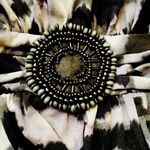 Enfocus Studio Enfocus leopard print grey maxi dress Photo 3