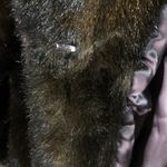 Vintage Faux Fur Long Coat Made in USA Size L Brown Size L Photo 6