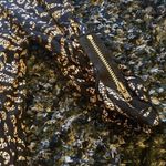 Silence + Noise  medium blouse Photo 3