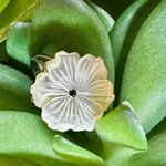 Sterling silver mother of pearl moveable vintage flower ring Photo 1