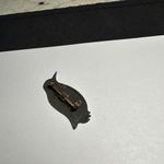 Penguin Bird Brooch Pin Pewter Tone Photo 8