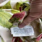 Thrilling 70s maxi dress botanical strawberry print near deadstock condition Size 4 Photo 7