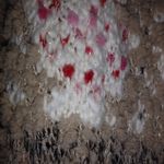 Aeropostale  M Tan Berry Knit Cardigan Sweater Photo 3